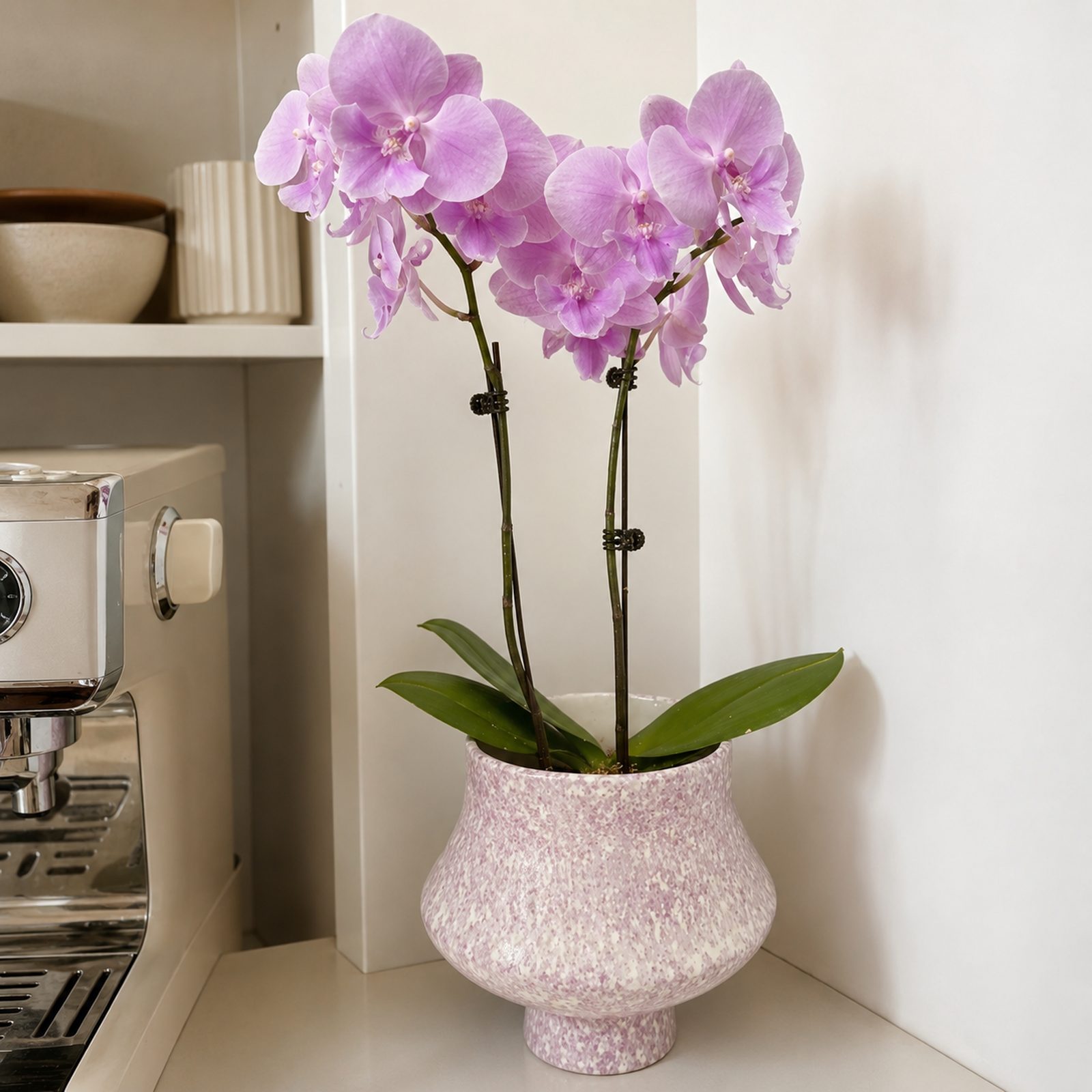 Single lavender-purple Phalaenopsis orchid in a pink speckled ceramic pot