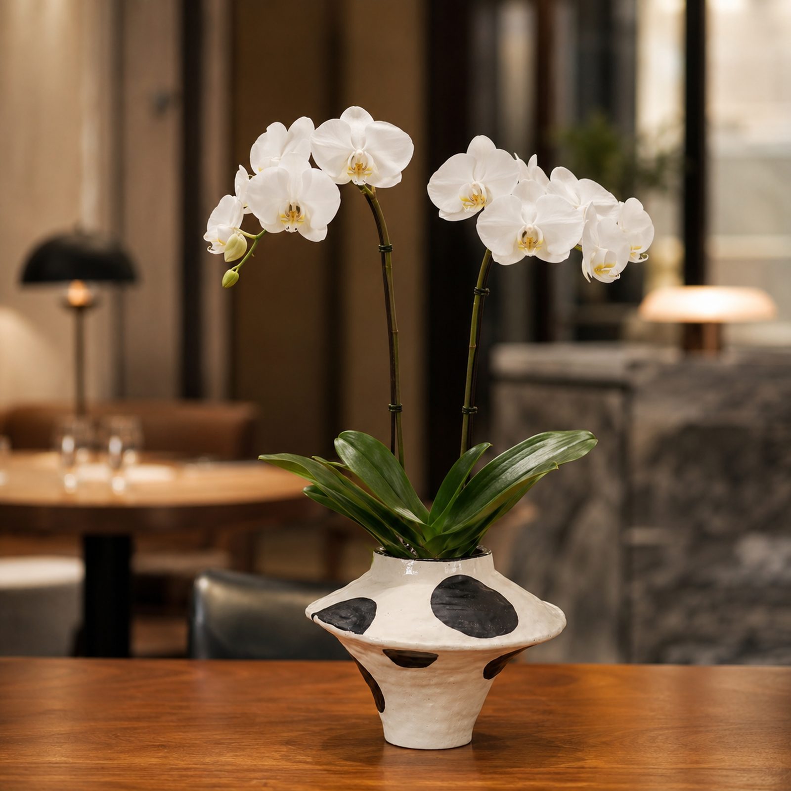 Single white Phalaenopsis orchid in a black and white spotted trumpet ceramic pot