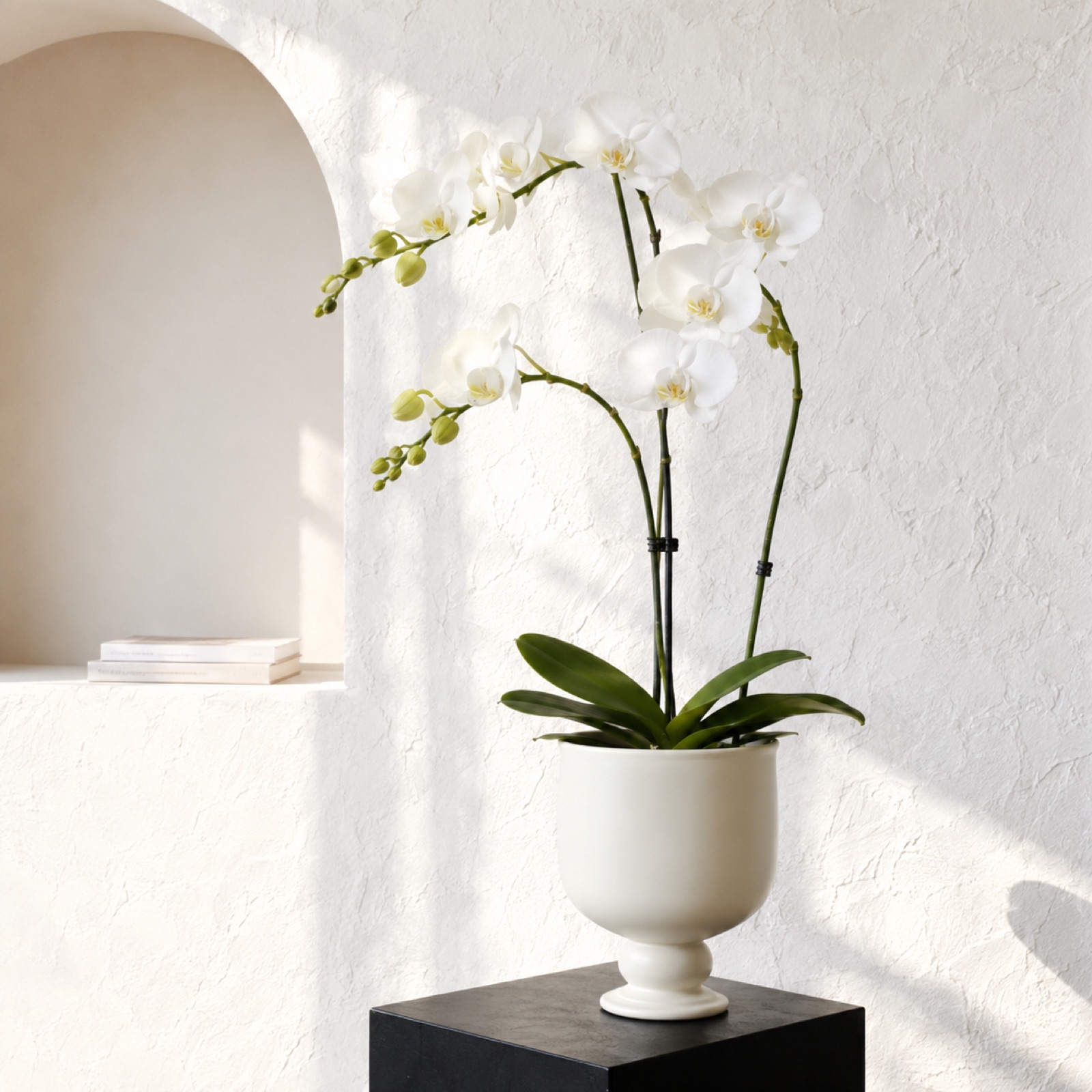 Single white Phalaenopsis orchid in a tall cream pedestal ceramic pot