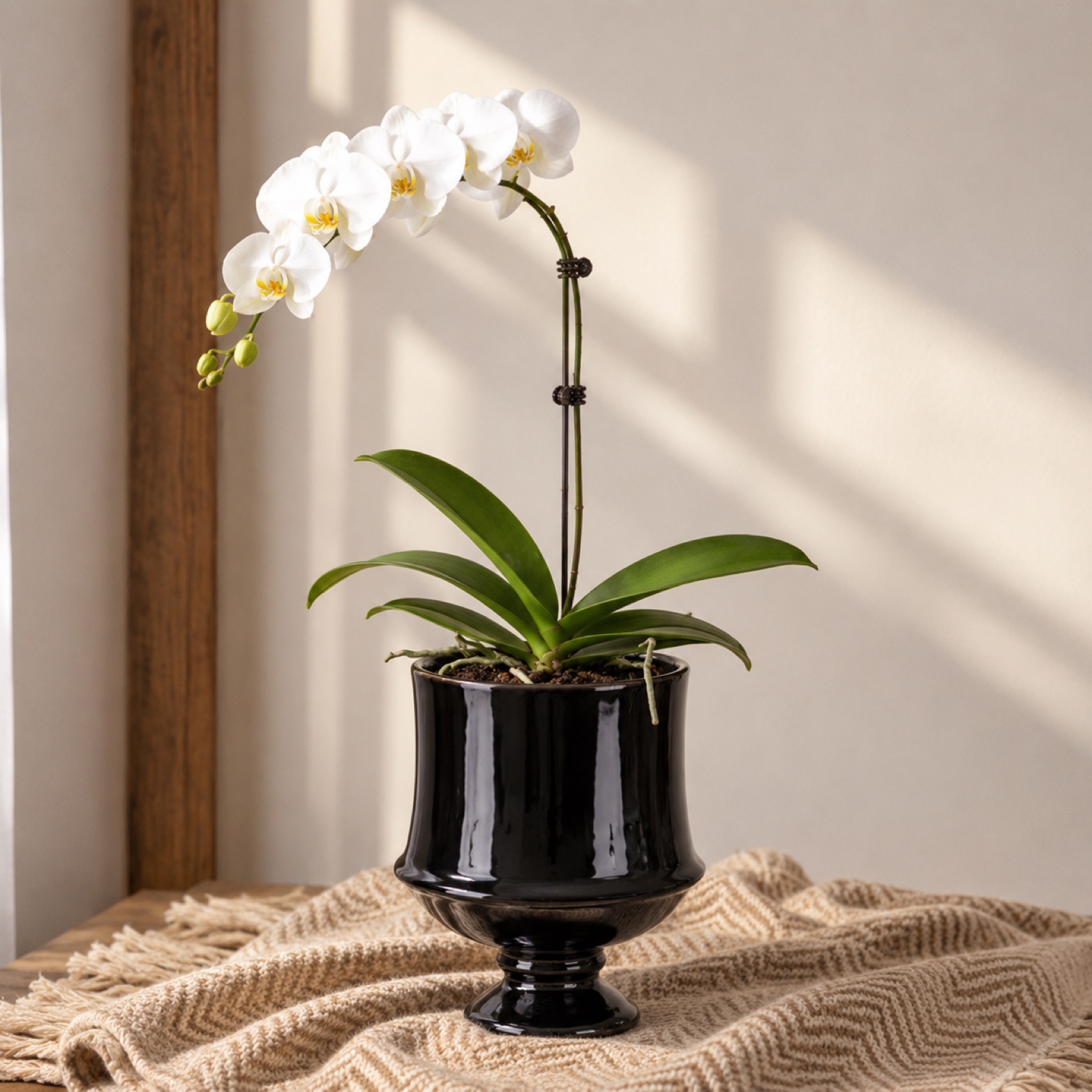 Single white Phalaenopsis orchid in a glossy black ceramic pot