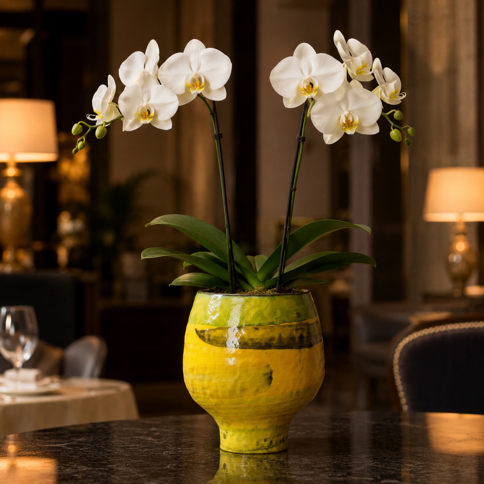 Single white Phalaenopsis orchid with two flower spikes in a yellow and green glazed ceramic pot